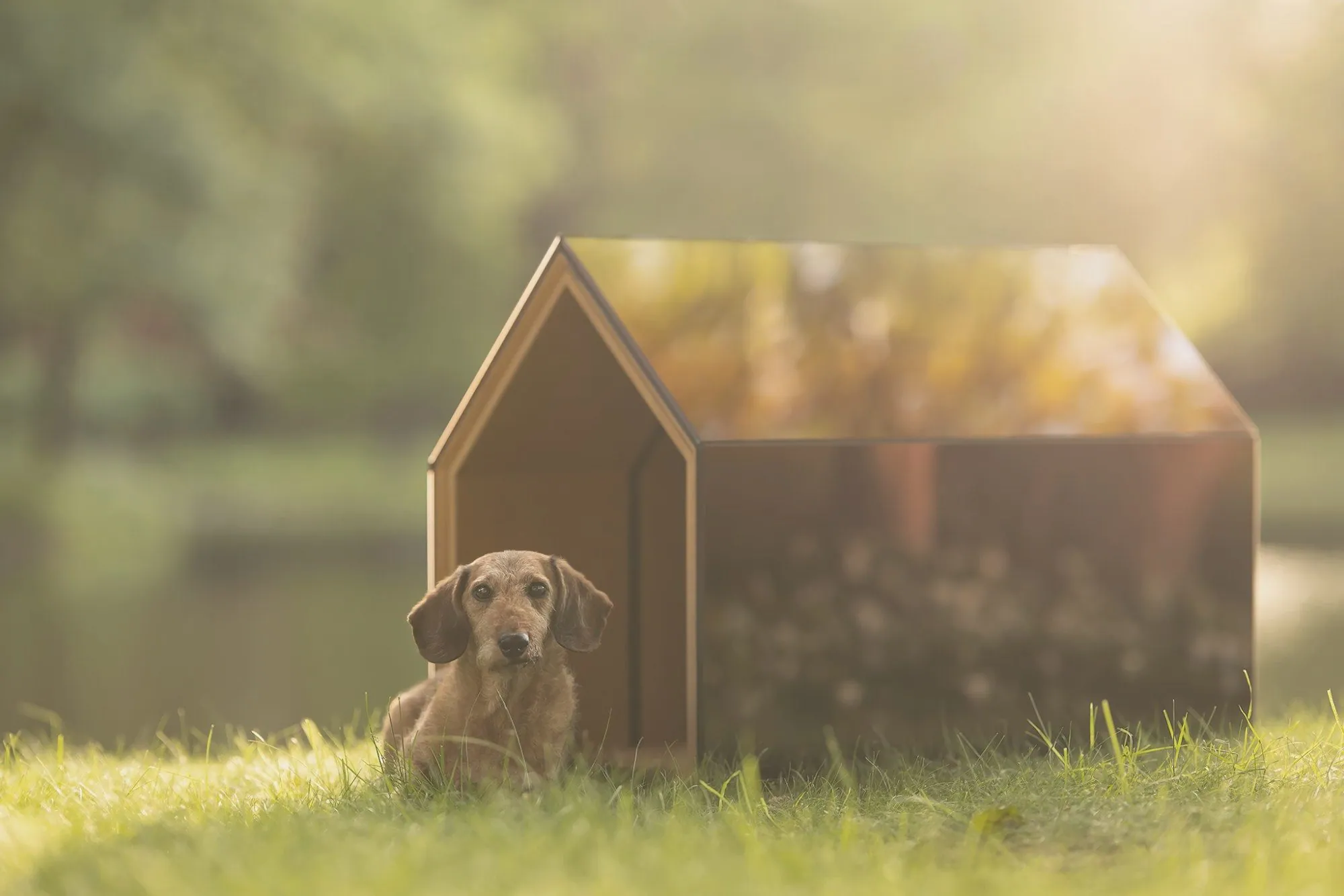 iNUGOYA, design d’une niche pour chien, Design